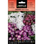 CINERARIA HIBRIDA VARIADA