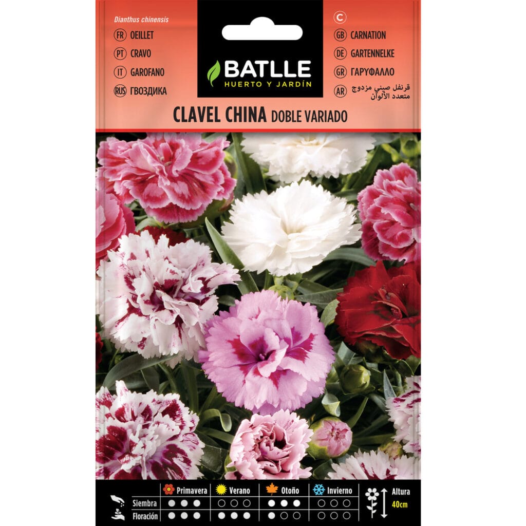 Clavel China Doble Estriado Variado