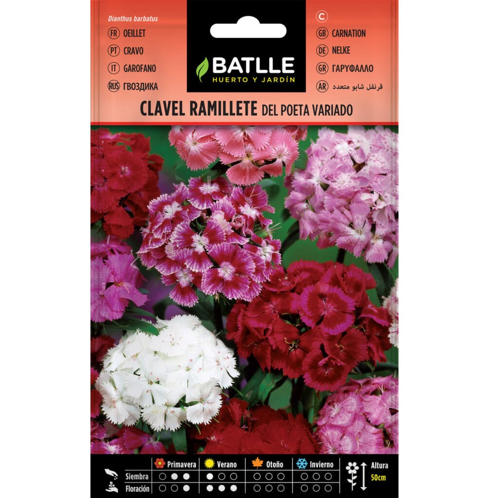 Clavel Ramillete Del Poeta – Doble