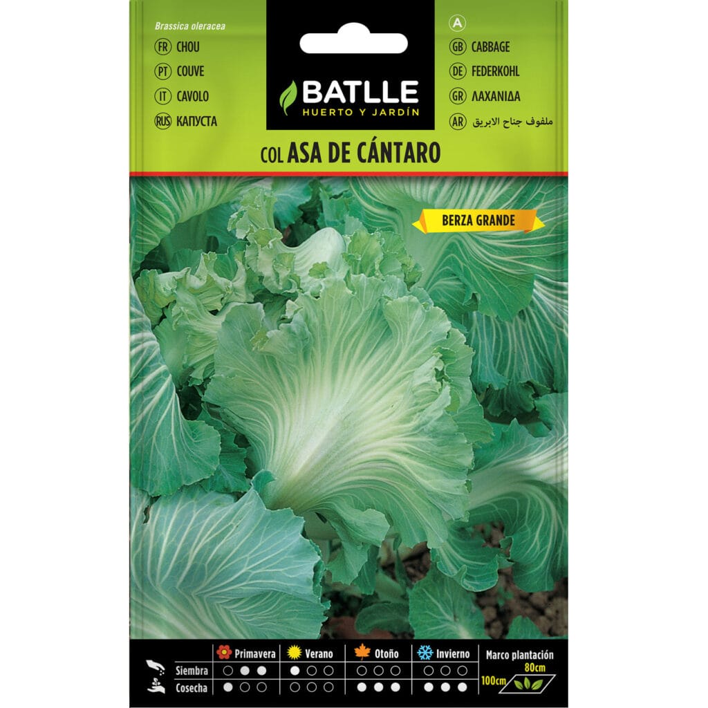 Col Forrajera Asa De Cantaro