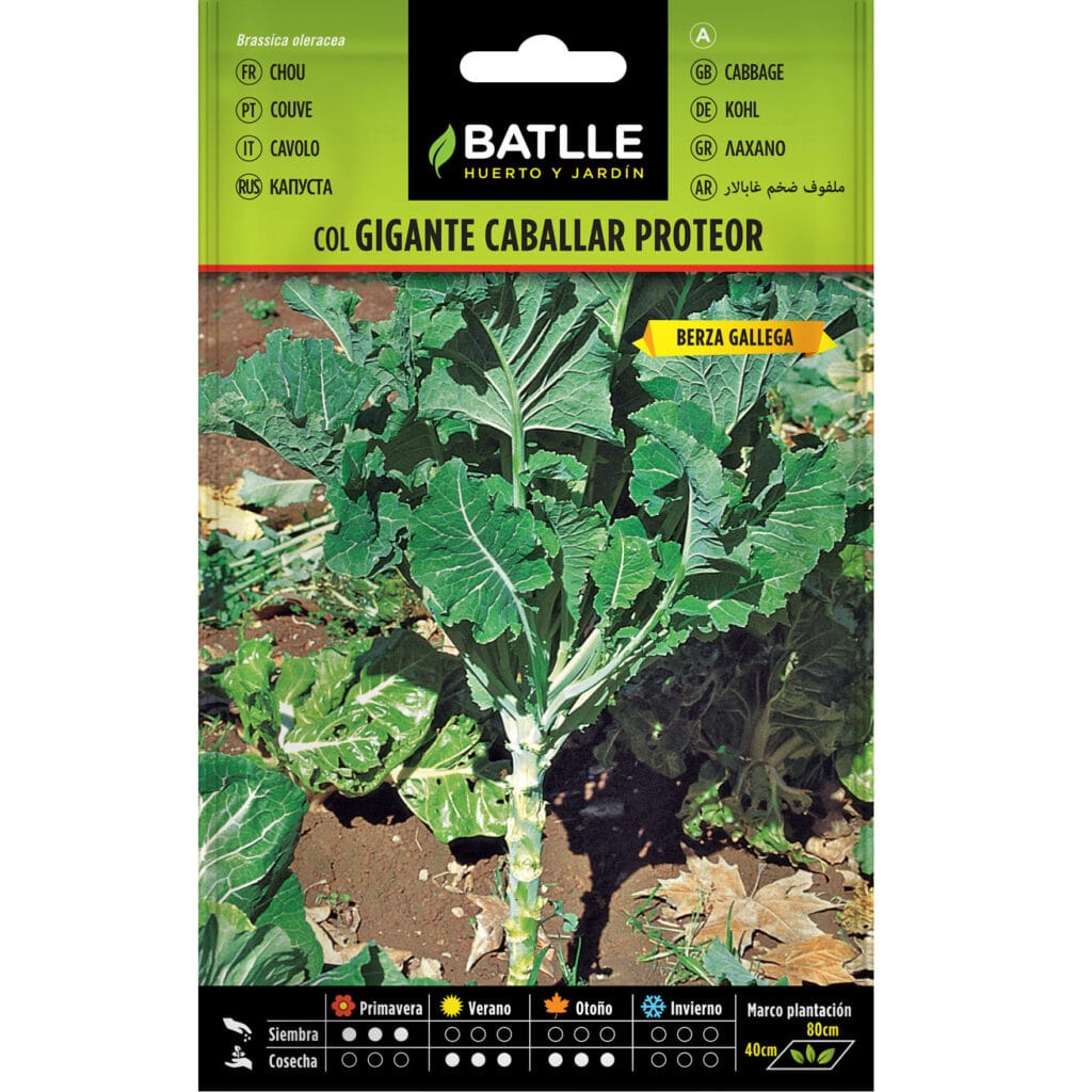 Col Forrajera Gigante Caballar