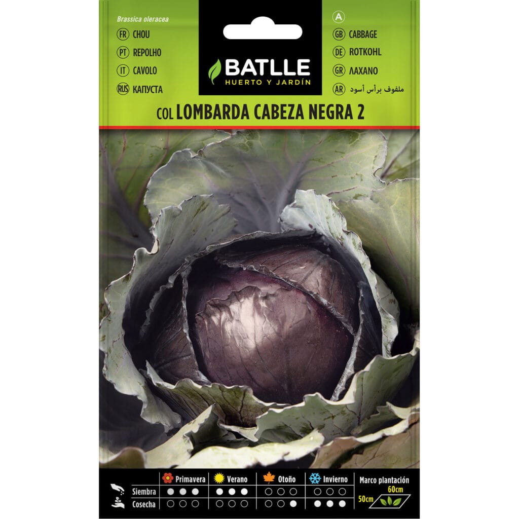 Col Lombarda Cabeza Negra 2