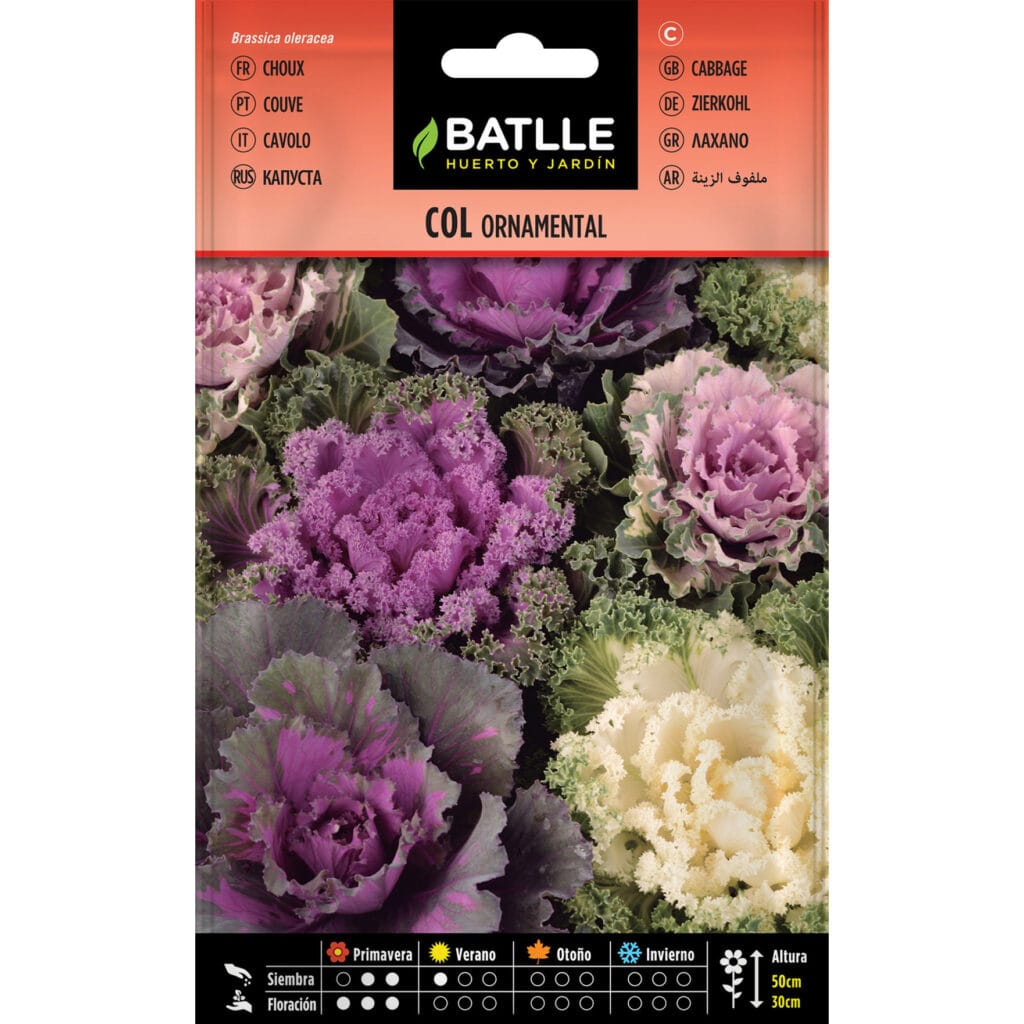 Col Ornamental Variada