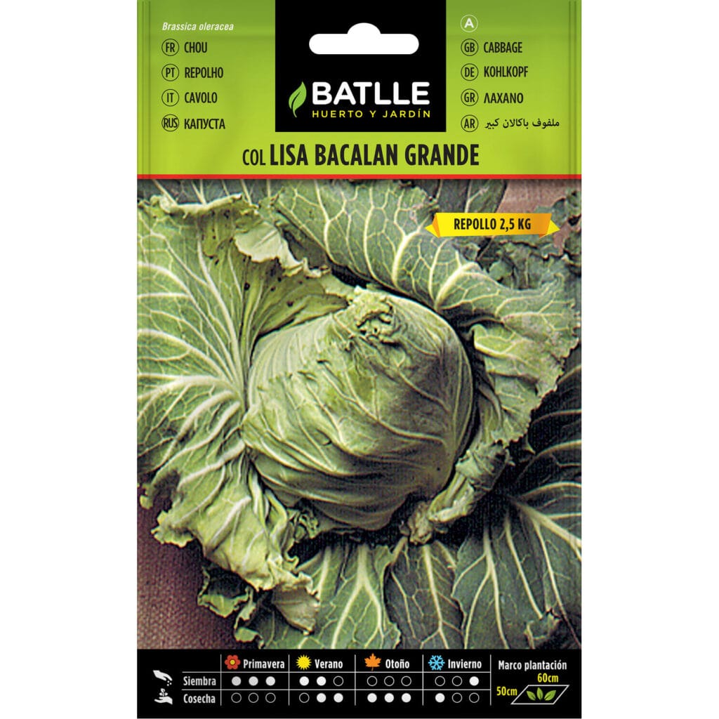 Col Repollo Bacalan Grande