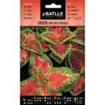 COLEUS ARCO IRIS VARIADO