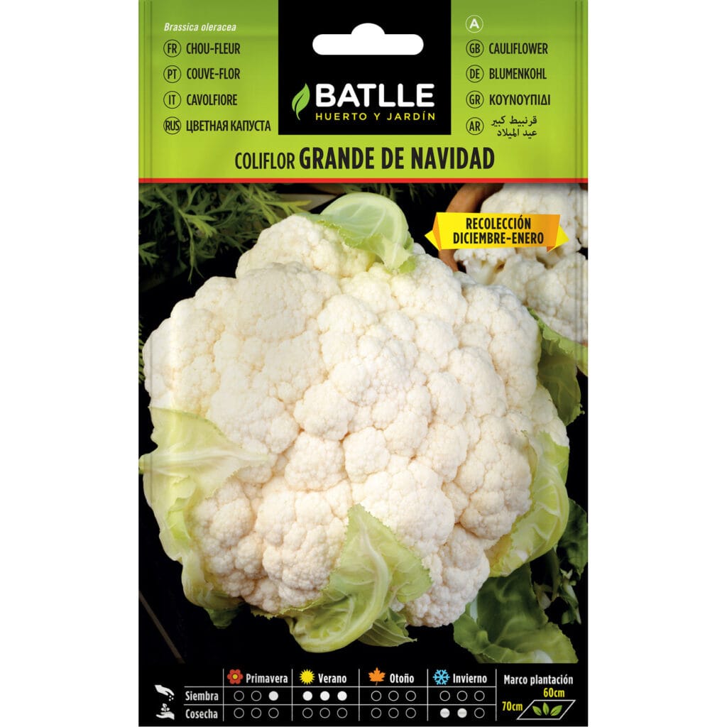 Coliflor Grande De Navidad