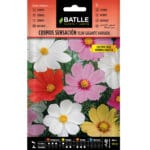 COSMOS SENSACION FLOR GIGANTE