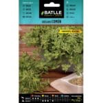 OREGANO - ORIGANUM VULGARE