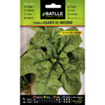 ESPINACA GIGANTE DE INVIERNO