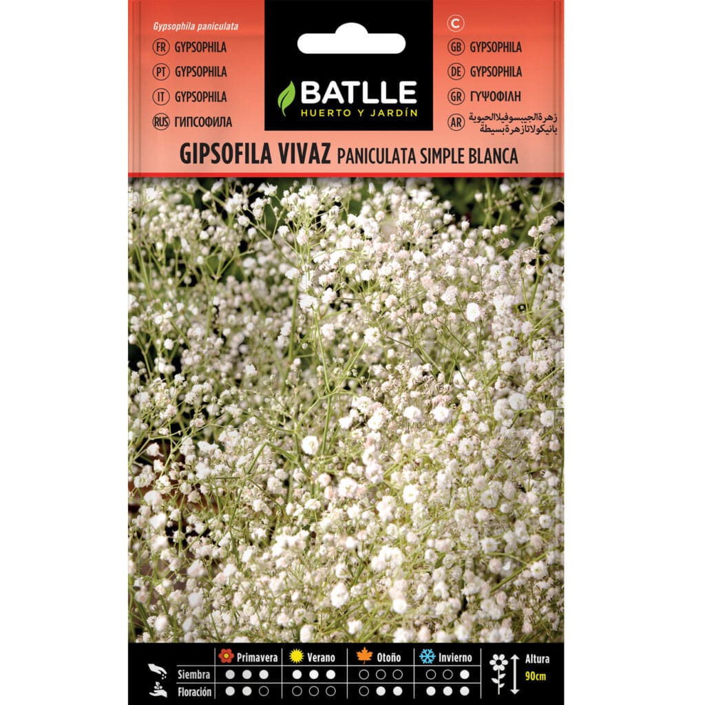 Gipsofila Vivaz Paniculata Blanca