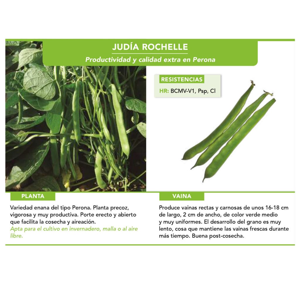 JUDIA ROCHELLE PROFESIONAL 250 G 2