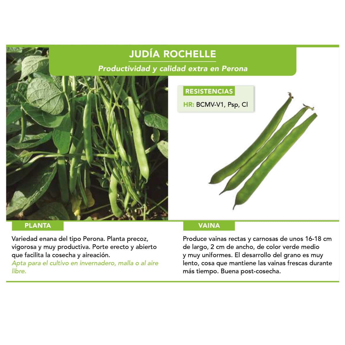 JUDIA ROCHELLE PROFESIONAL 250 G - Imagen 1