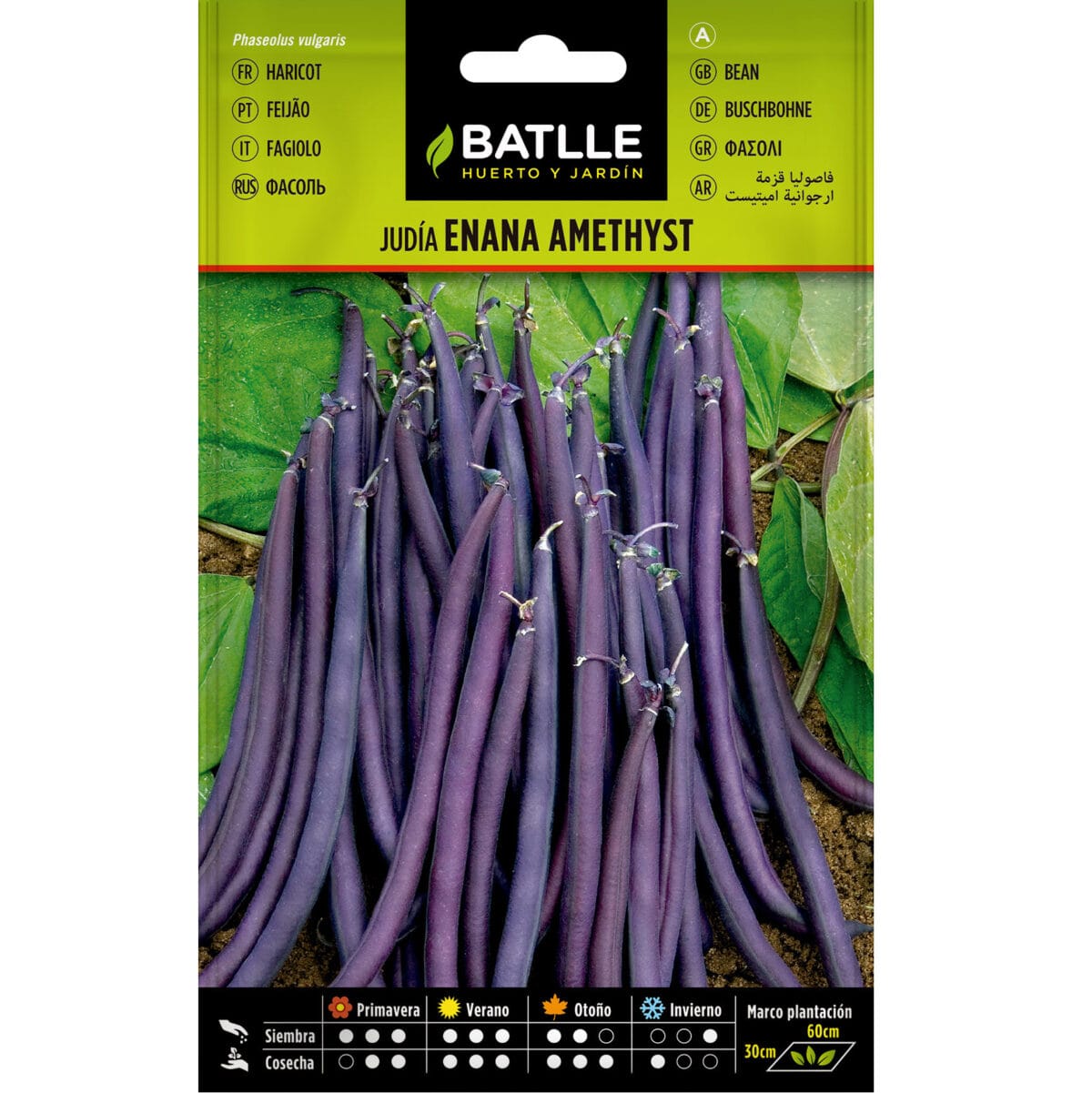 JUDIA ENANA VIOLETA AMETHYST - Imagen 1
