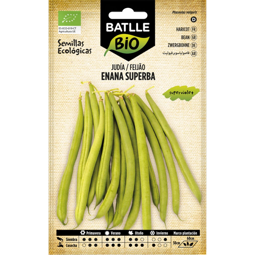 Judia Enana Superba Superviolet 1