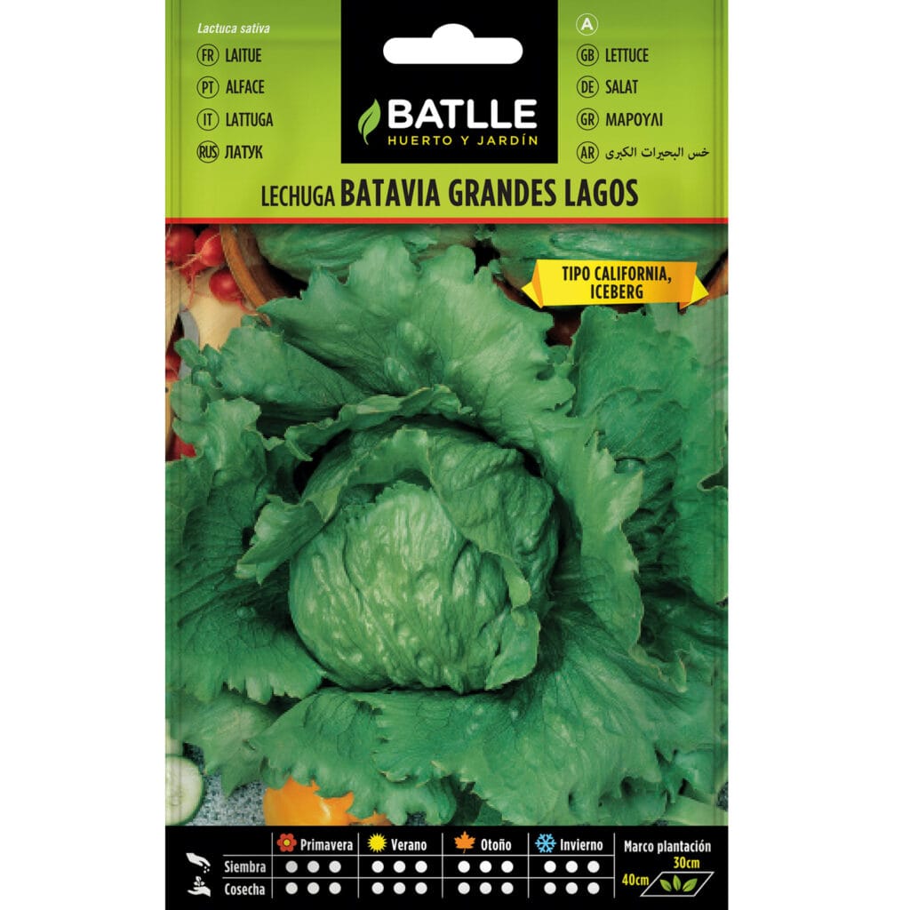Lechuga Batavia Grandes Lagos