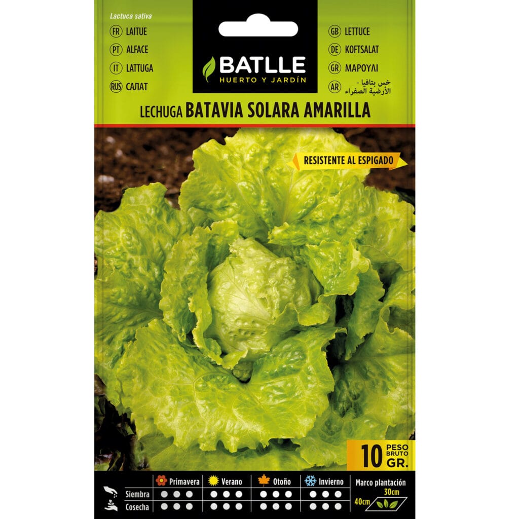 Lechuga Batavia Solara Amarilla