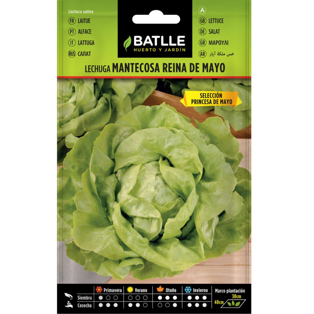 Lechuga Reina De Mayo Sel. Princesa De Mayo