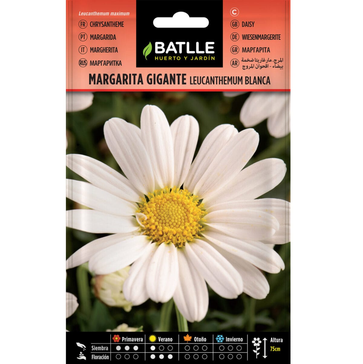MARGARITA GIGANTE BL. LEUCANTEMU - Imagen 1