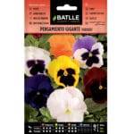 PENSAMIENTO GIGANTE VARIADO