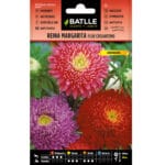 REINA MARGARITA ENANO CRISANTEMO