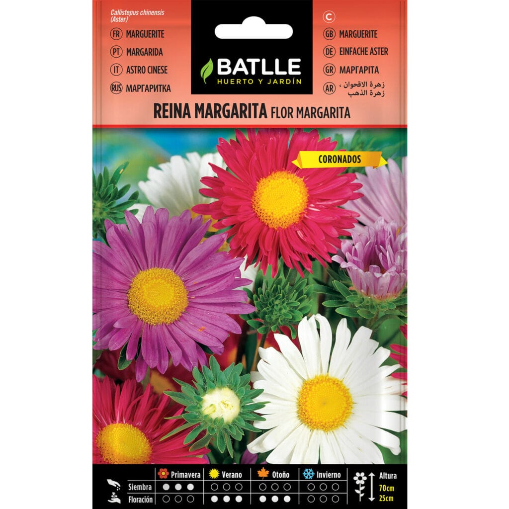 Reina Margarita Flor Margarita