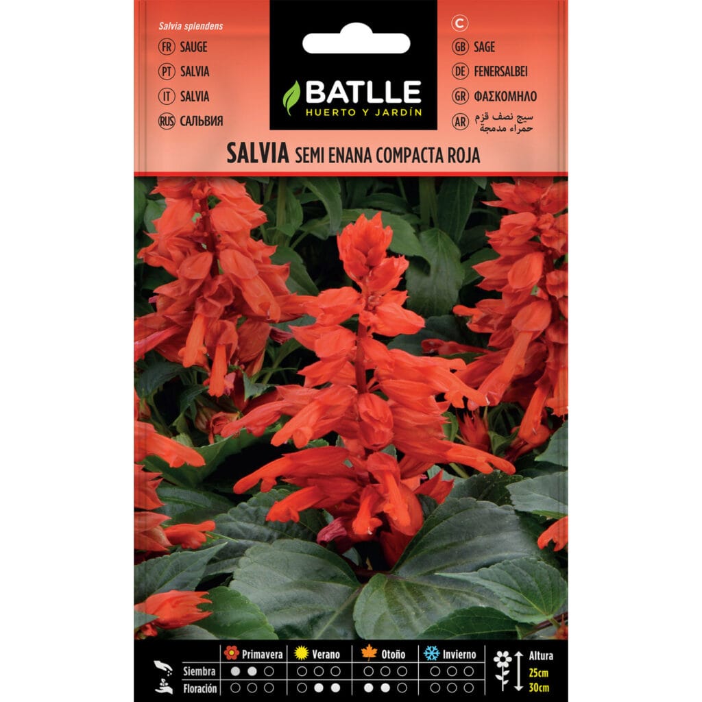 Salvia semi Enana Compacta Roja