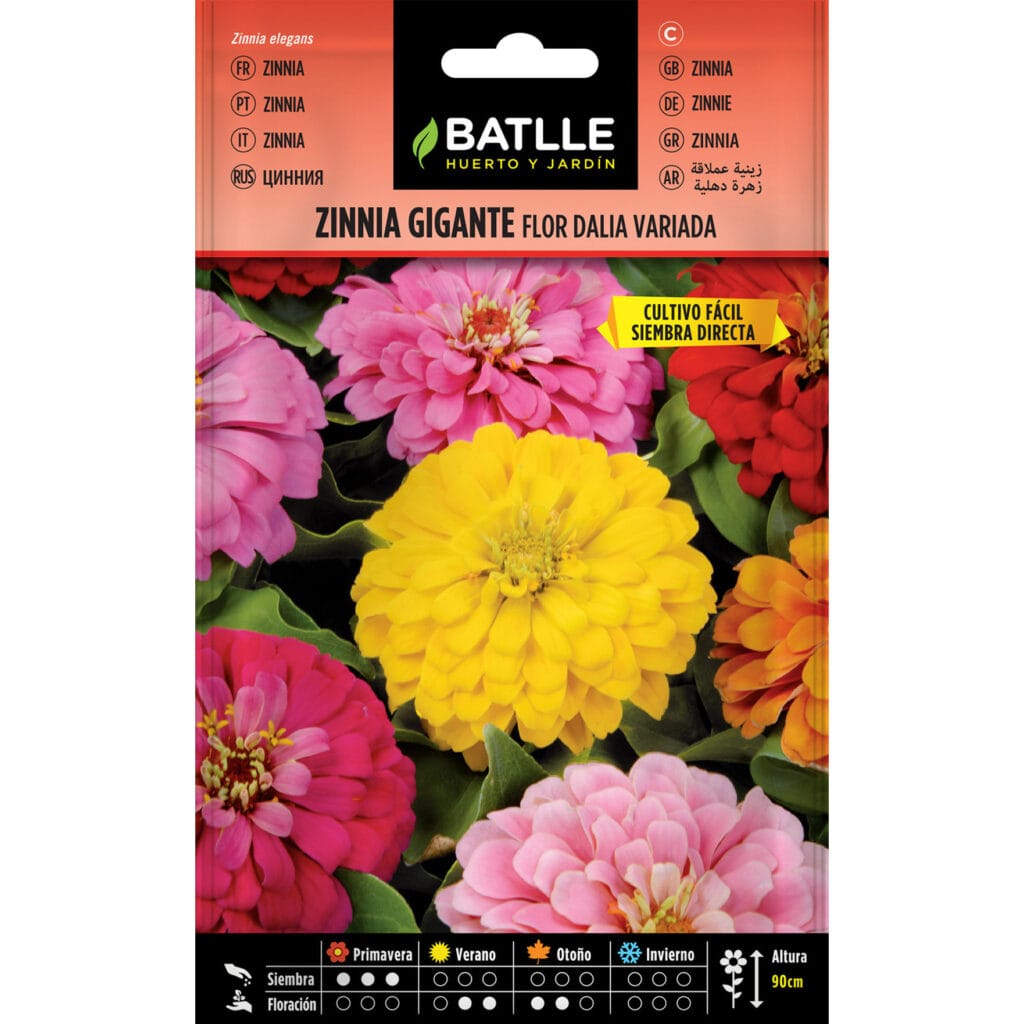 Zinnia Gigante Flor Dalia Variada