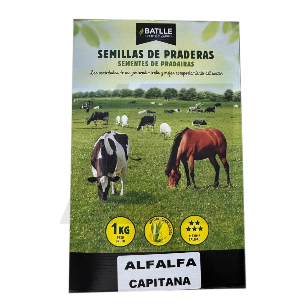 alfalfa capitana 1