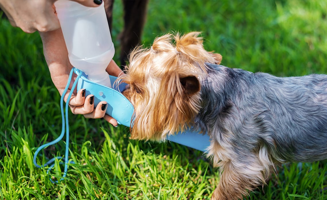blog proteger perro del calor