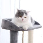 RASCADOR B&W 49X40X80 CM - Imagen 3