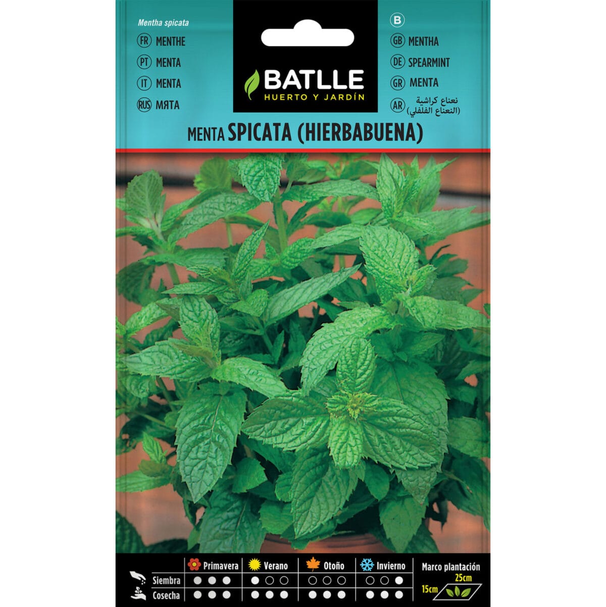 MENTA SPICATA (HIERBABUENA) - Imagen 1