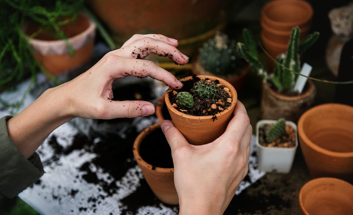 ¿Cómo usar los posos de café para tus plantas: guía práctica para aprovecharlos en casa?