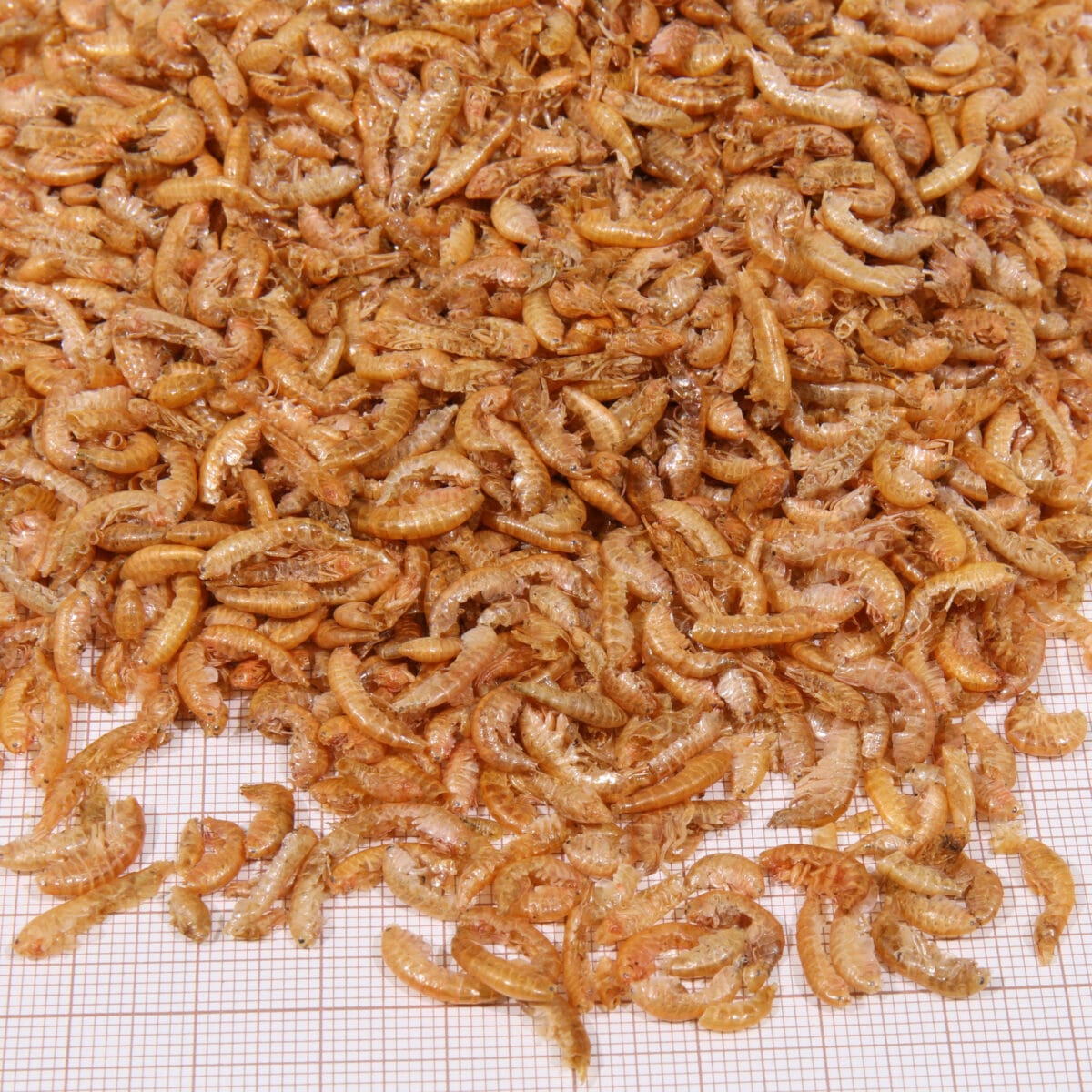 101062 PROTERRA GAMMARUS 250 ML - Imagen 4