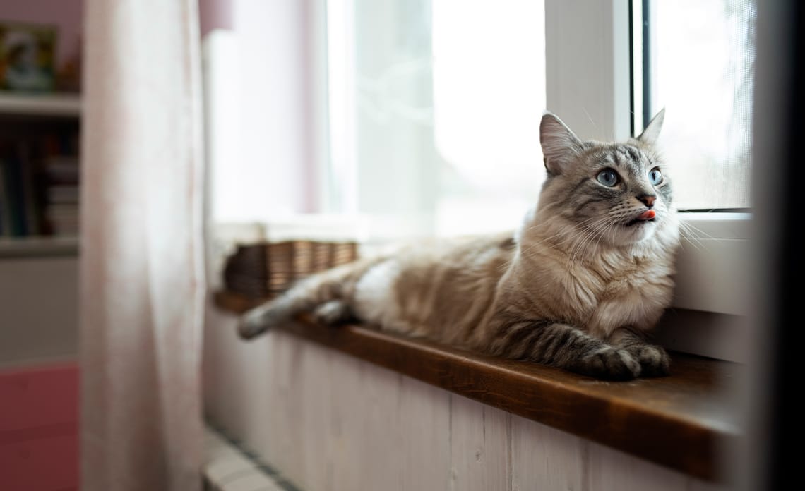 7 errores cuidar gato