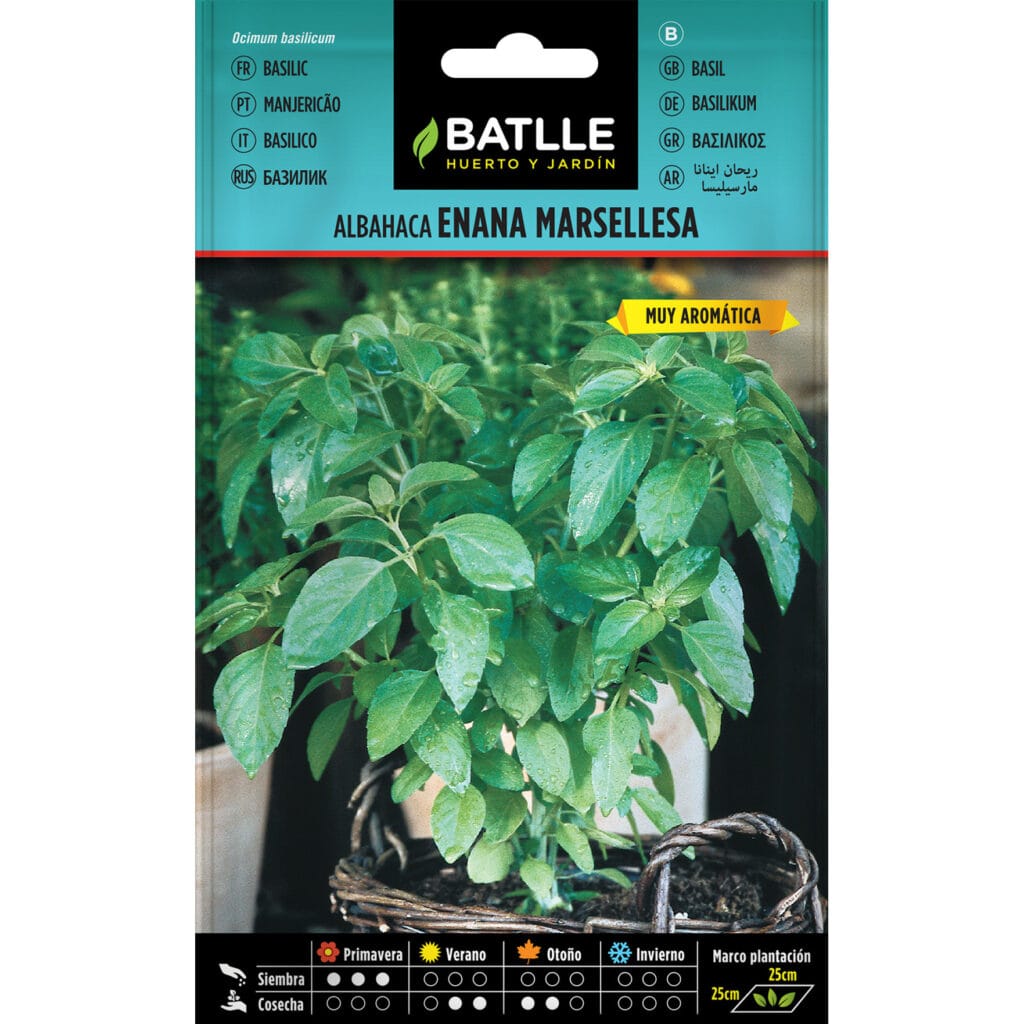 Albahaca Enana Marsellesa