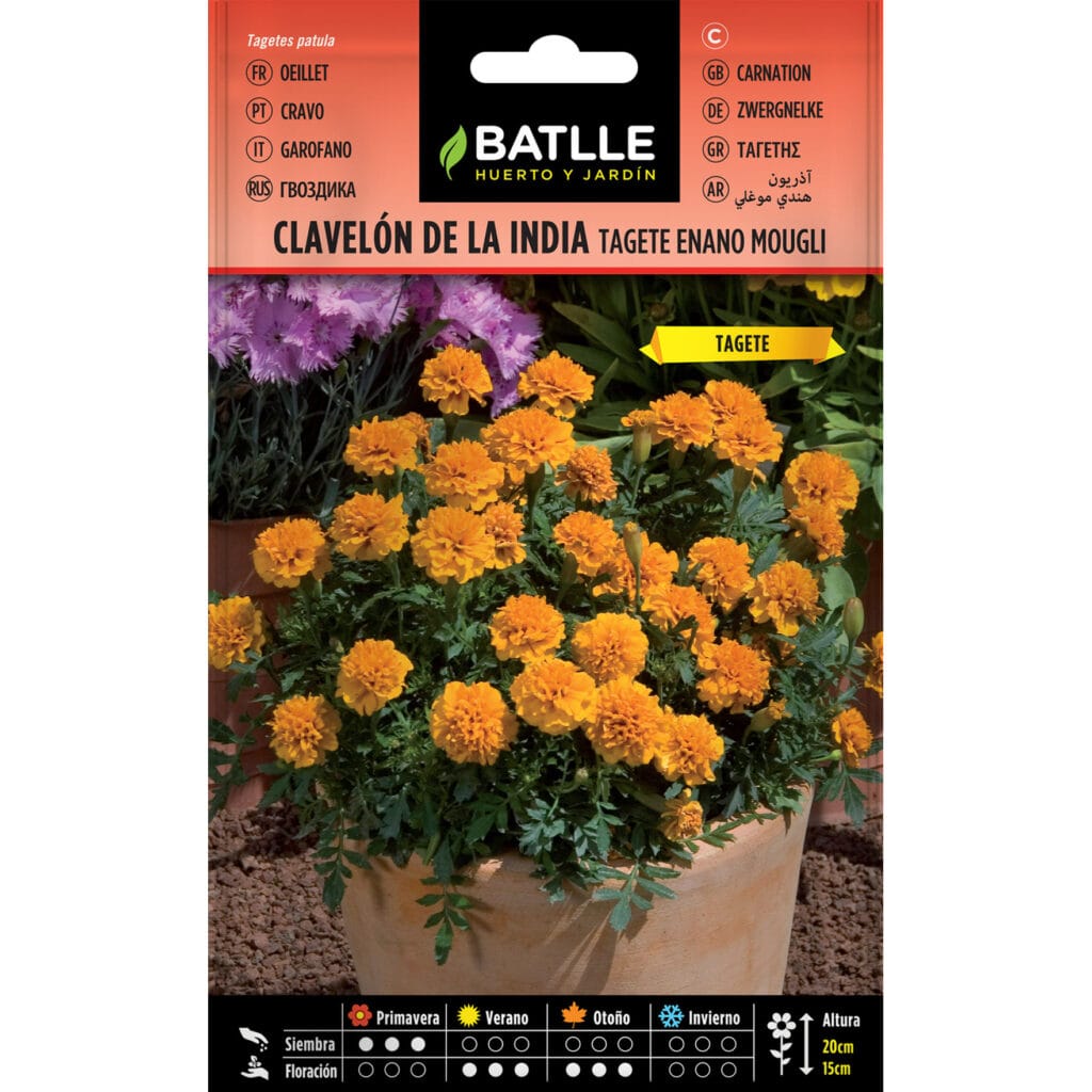 Clavelon De La India Enano Mowgli