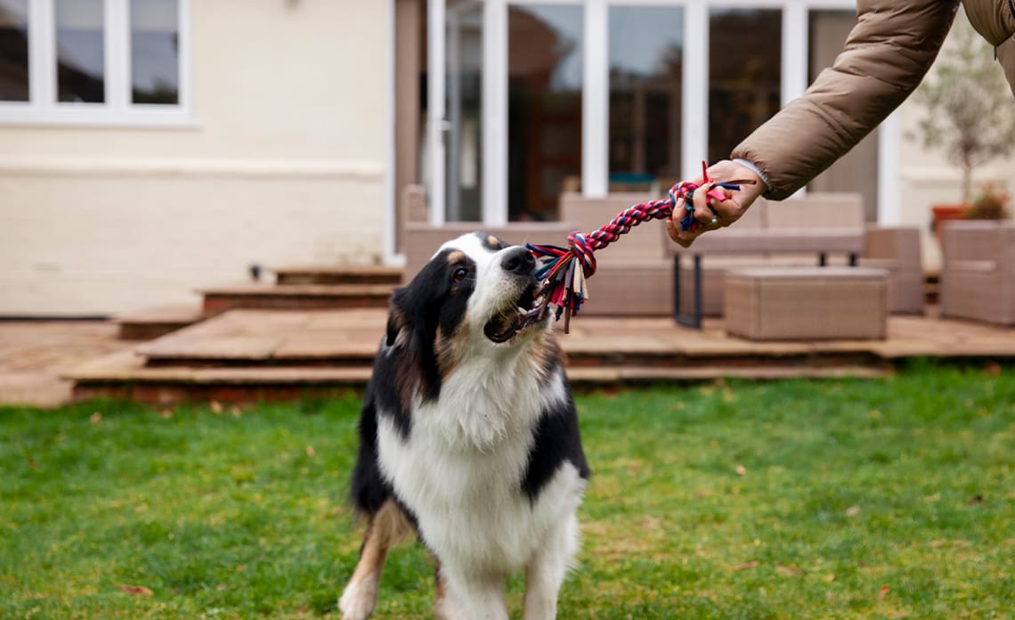 blog accesorios perros activos