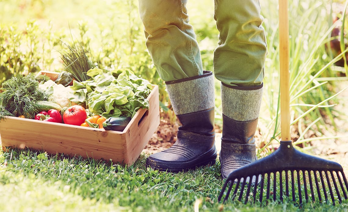 blog huerto en agosto