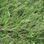 RAYGRAS INGLES 2N 1 KG