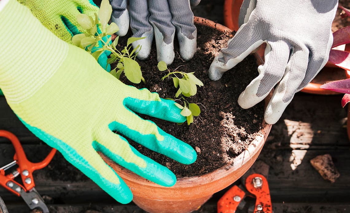 blog abono para plantas