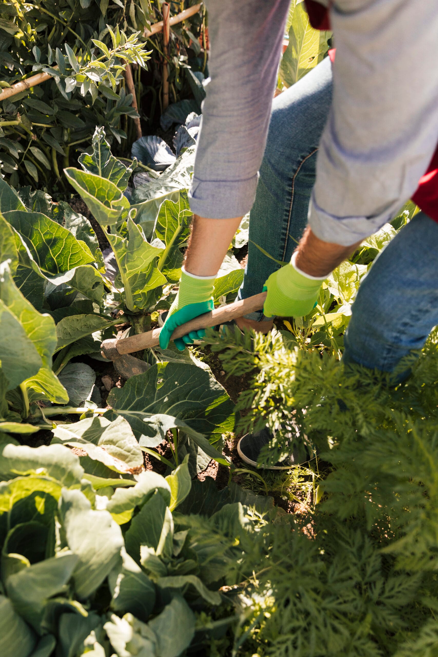 un jardinero de sexo masculino que cultiva las plantas en el jardin 1 scaled