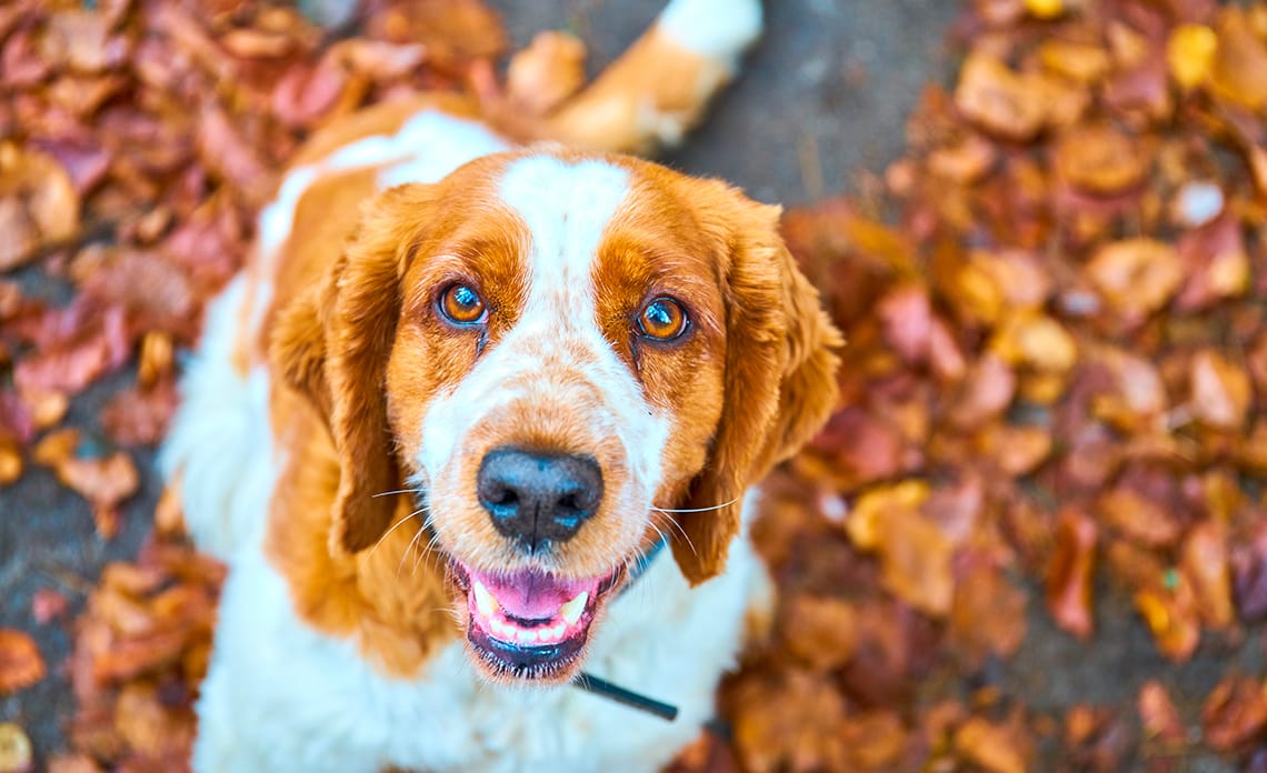 blog cambio pelo perro otono