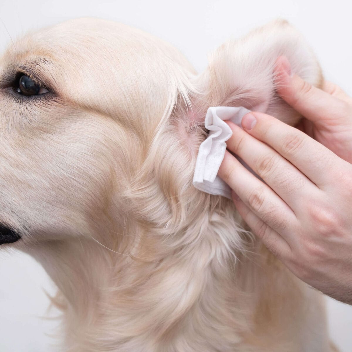 TOALLITAS LIMPIEZA OIDOS 20 UND - Imagen 2