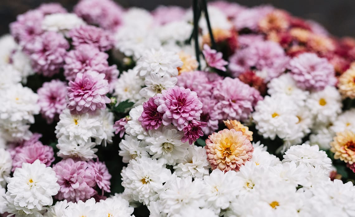 7 flores resistentes para el Día de Todos los Santos que aguantan el frío y la lluvia