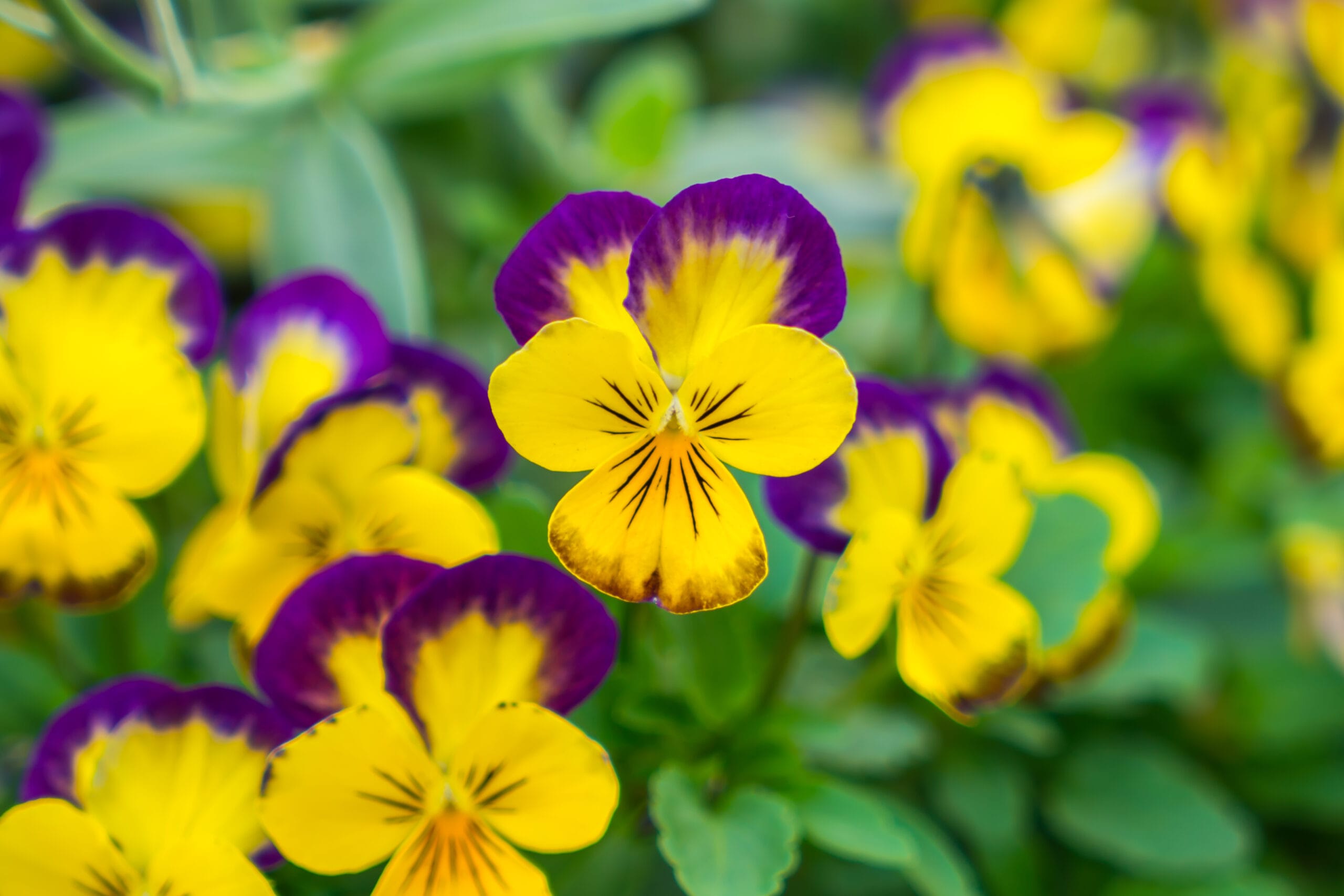 7 flores resistentes para el Día de Todos los Santos que aguantan el frío y la lluvia