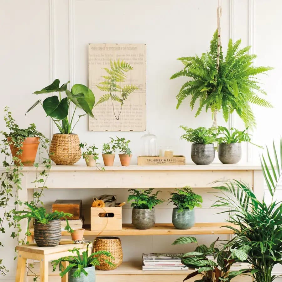 plantas de otoño