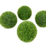 PIEDRA MUSGO DECORACION L