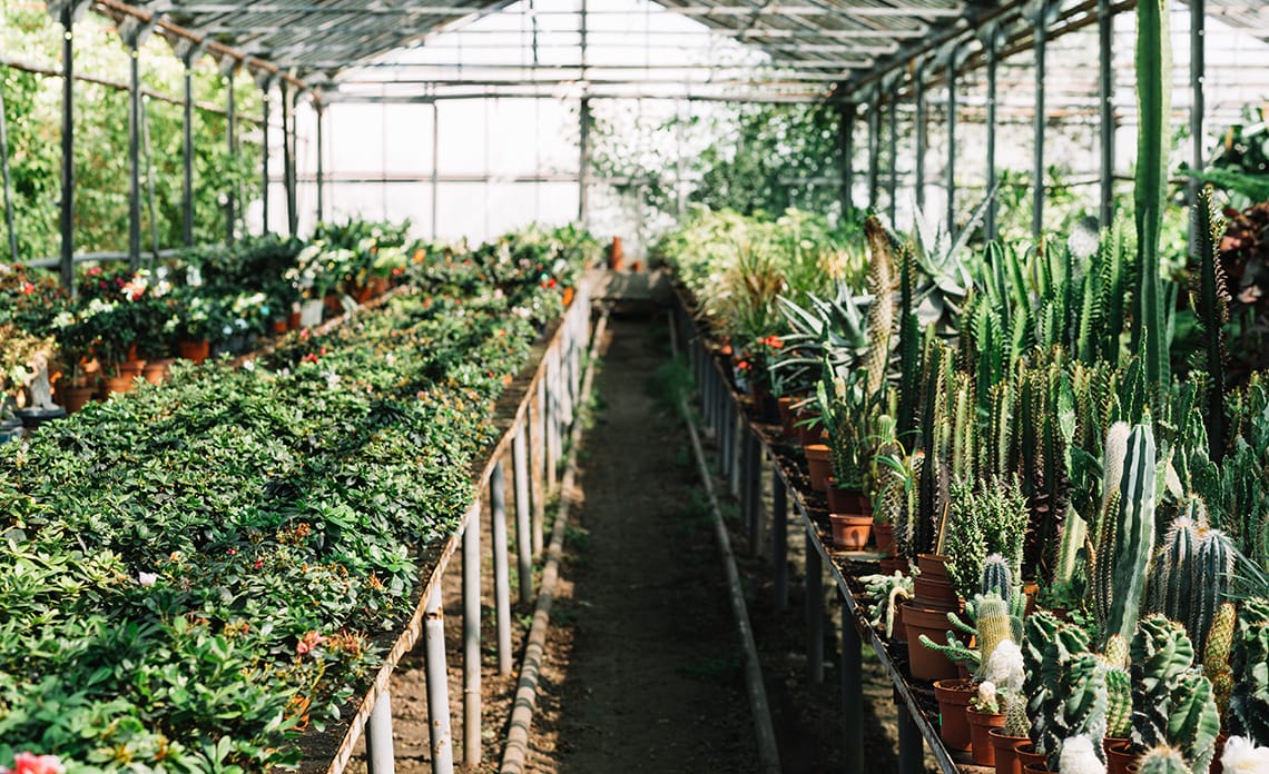 blog resisitir plantas invierno