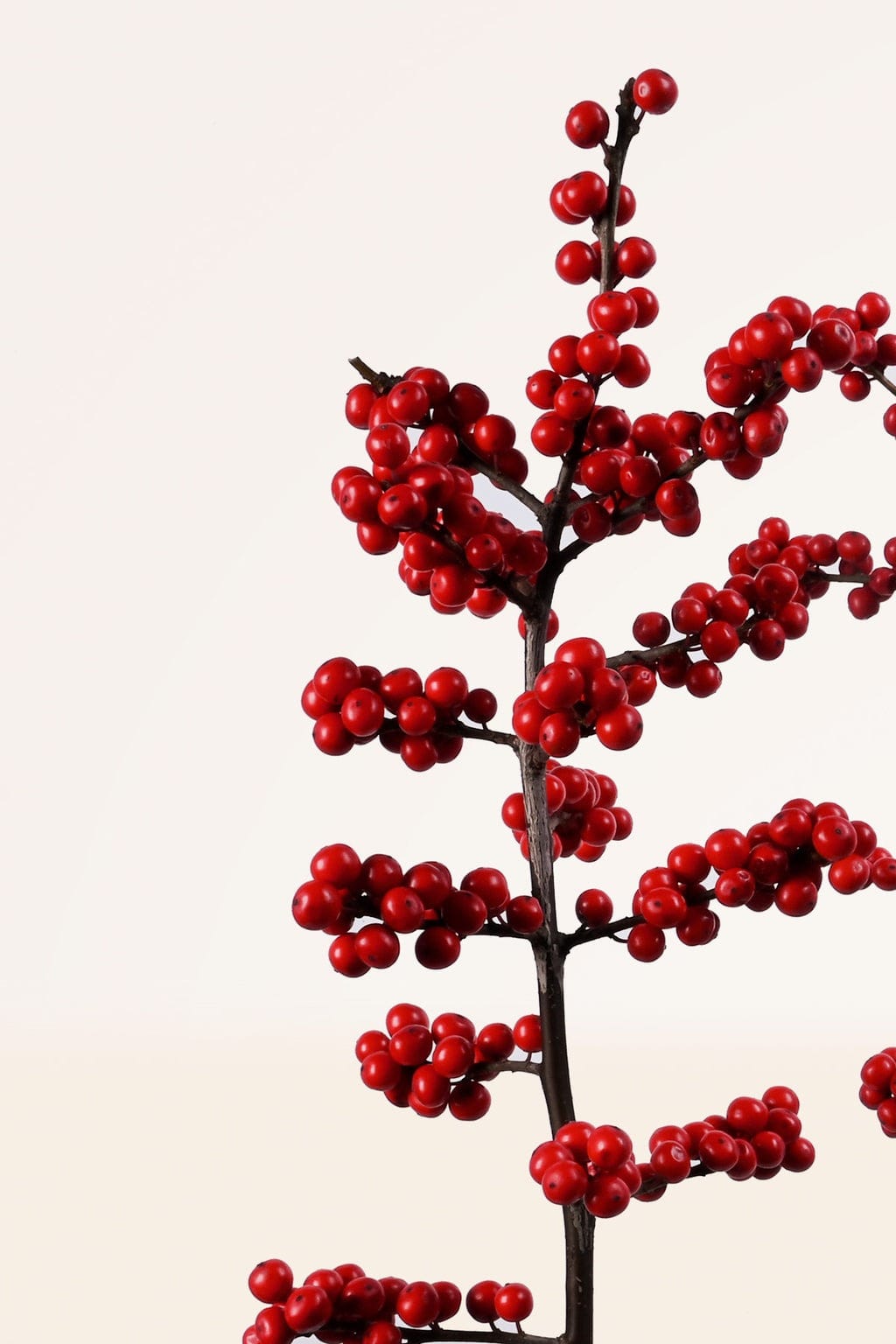 Ilex Vericillata 22o detalle pla