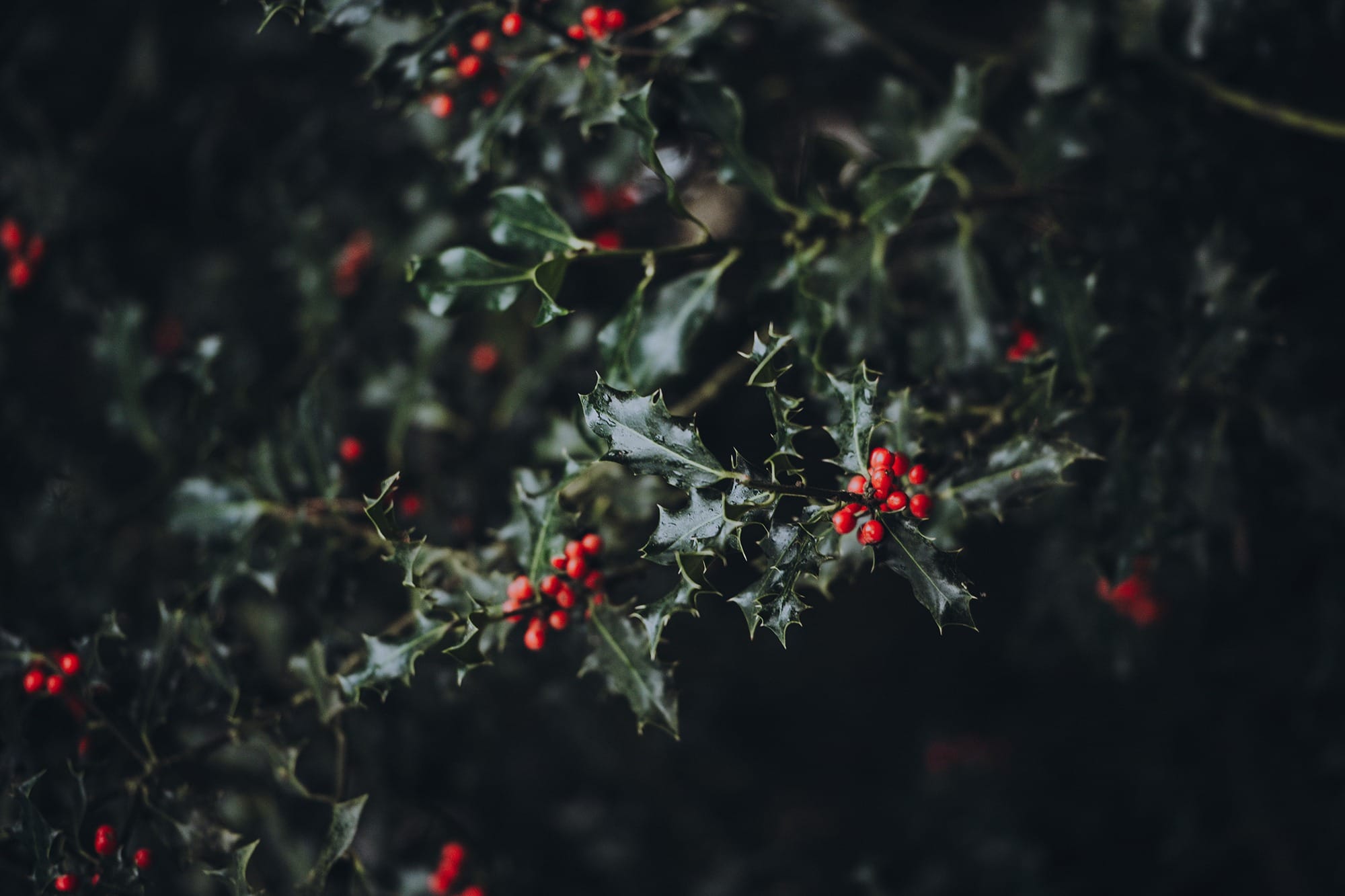 acebo avant servicios